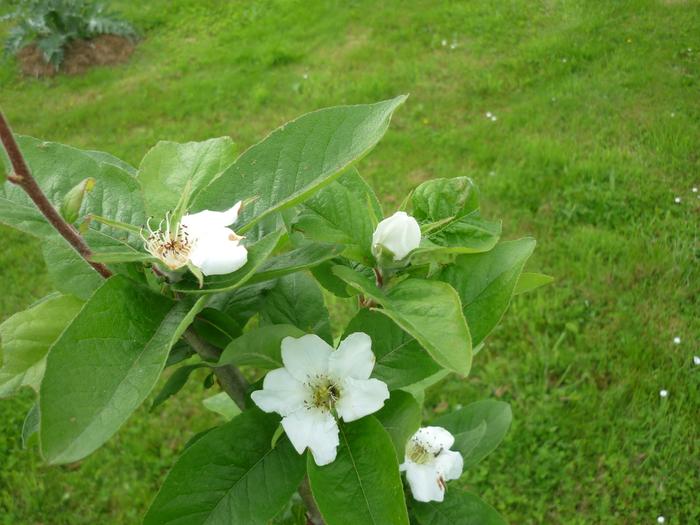 Medlar