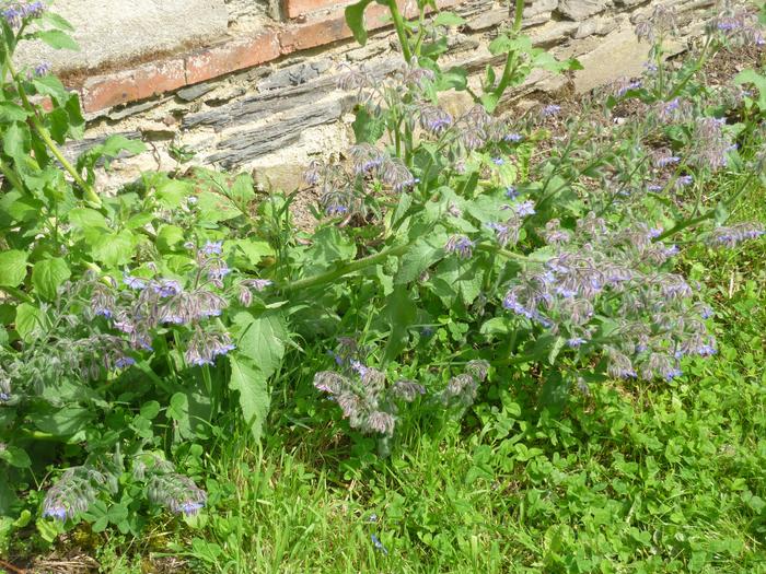 borage