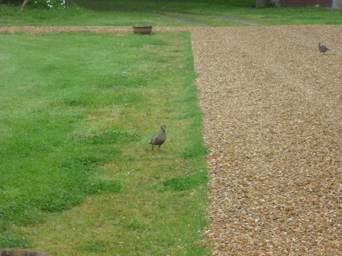 French or Red legged Partridge