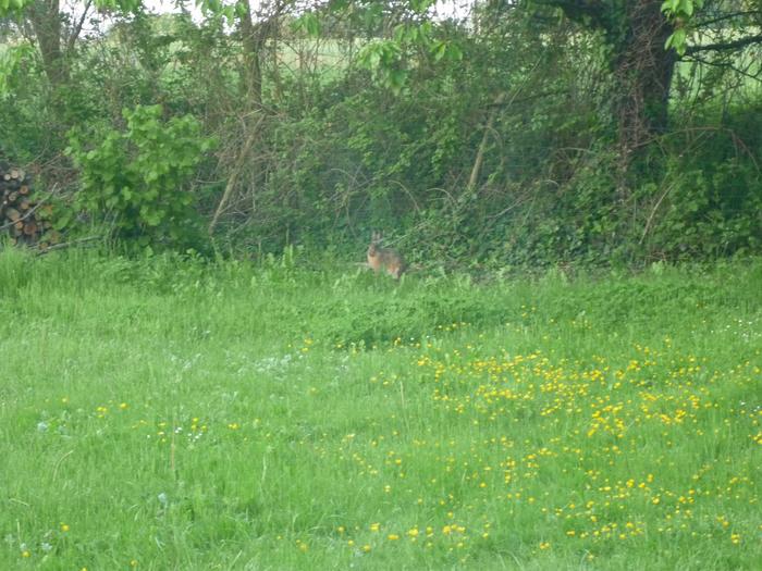 Georgina the hare