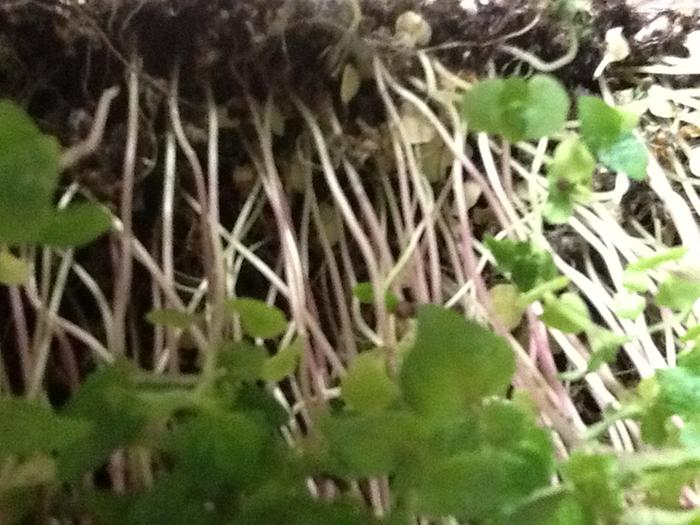 I grow them as microgreens