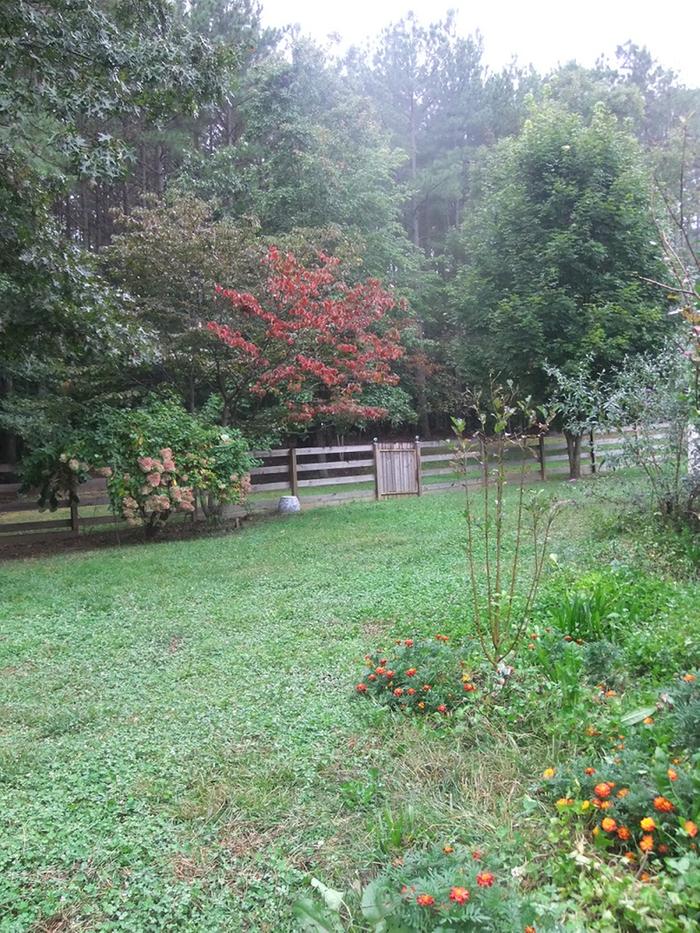 Start of a Polyculture Forest Garden