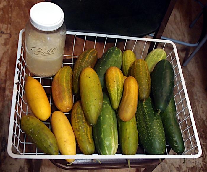First year cucumber crop