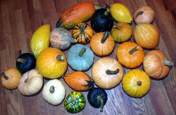 First year squash crop