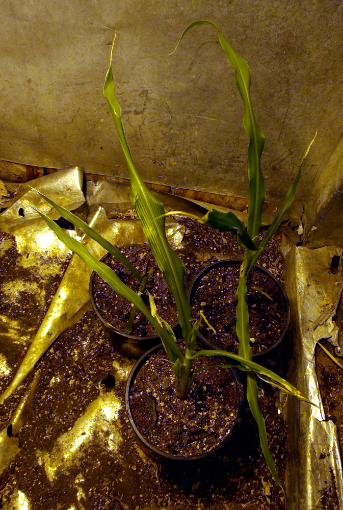 Saskatchewan White flint corn seedlings