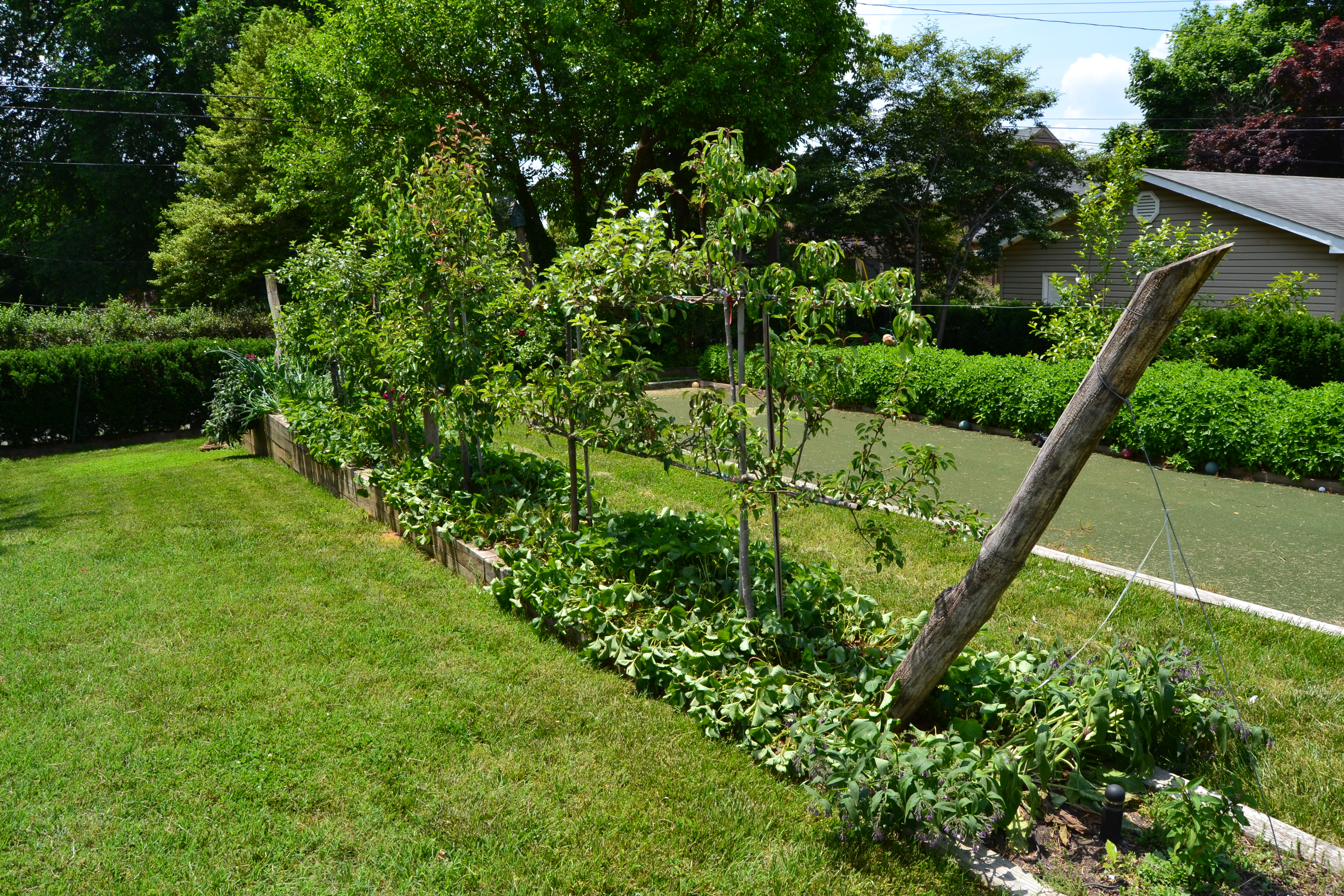 [Thumbnail for Layered-Espalier-Food-Forest-Pic-7.JPG]