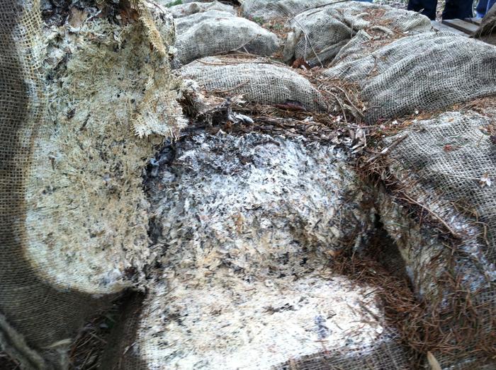 [Thumbnail for 15-Wine-Cap-fungi-covering-wood-chips-in-burlap-sacks-just-months-after-inoculating.JPG]