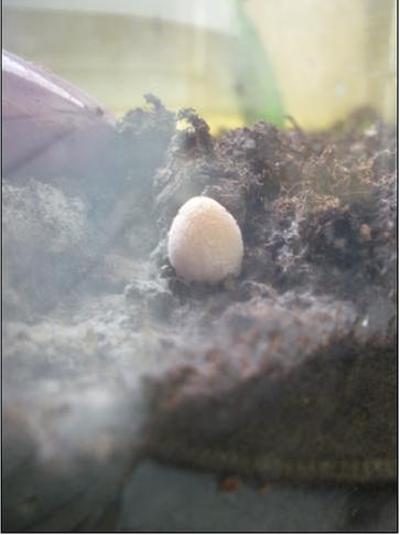 [Thumbnail for Mushroom1.JPG]