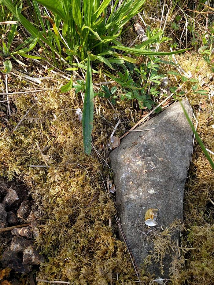 Snail anvil stone