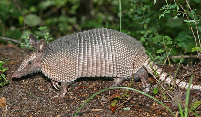 [Thumbnail for 800px-Nine-banded_Armadillo.jpg]