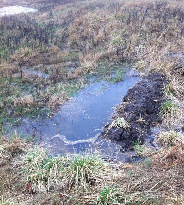 wet swale catching rainfall