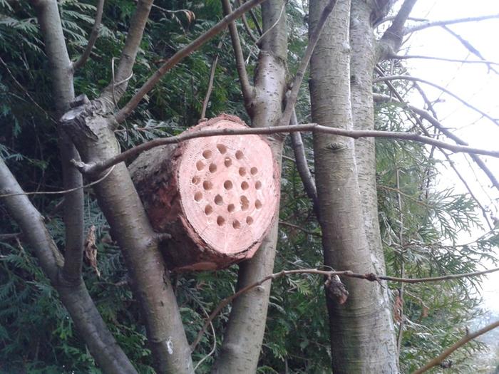 mason bee house