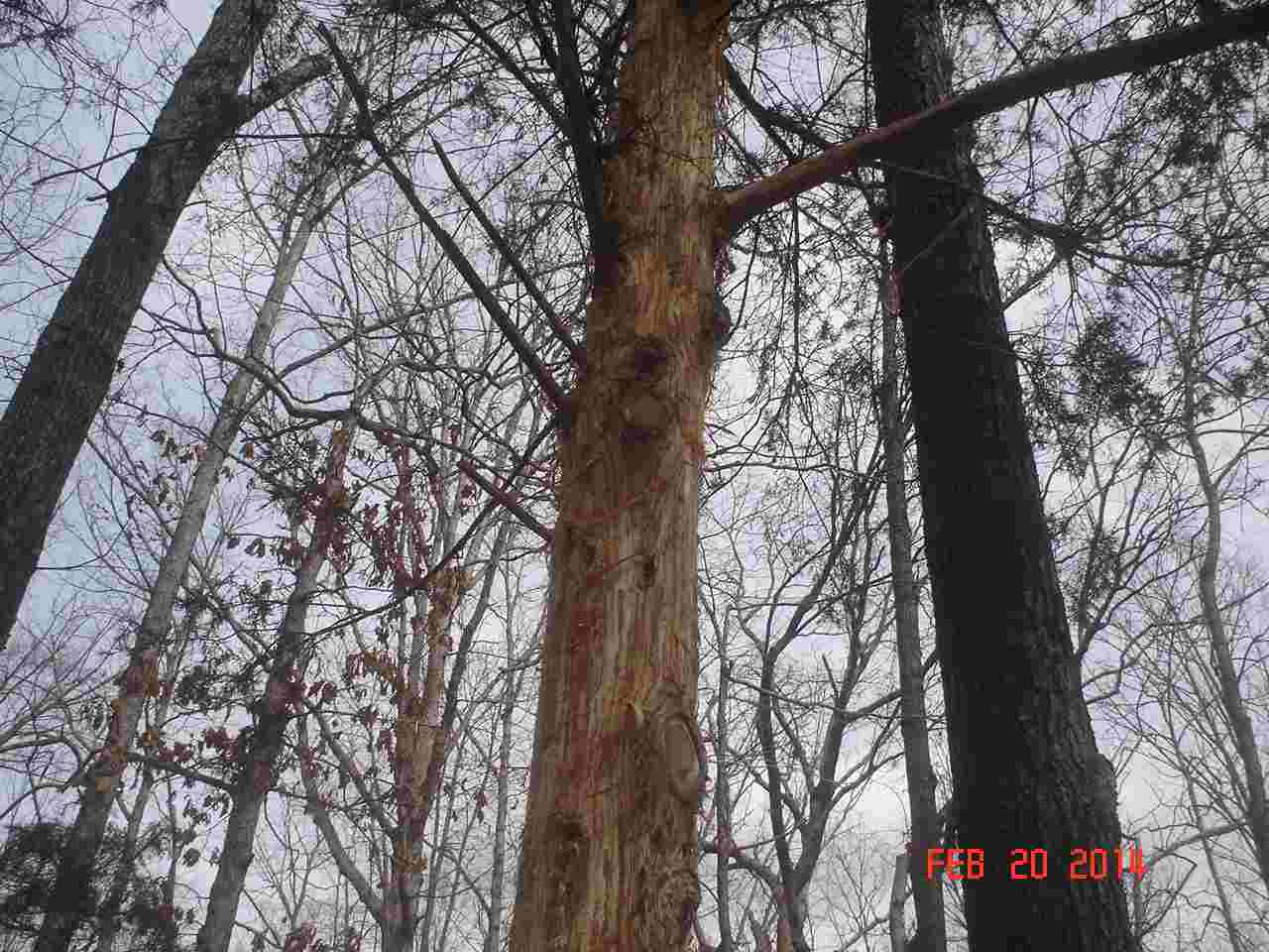 Protecting trees from squirrel debarking (trees forum at permies)