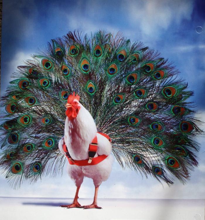 [Thumbnail for Live-the-dream-chicken.jpg]