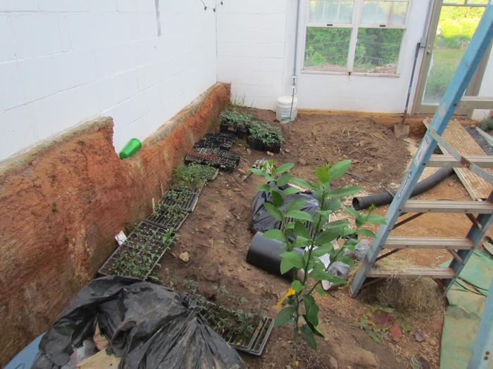 greenhouse interior with trays of plant starts