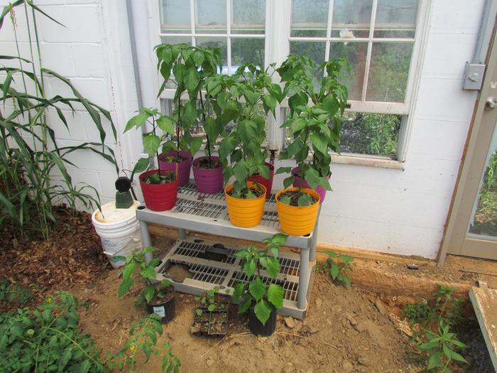 shelves of potted plants in greenhouse