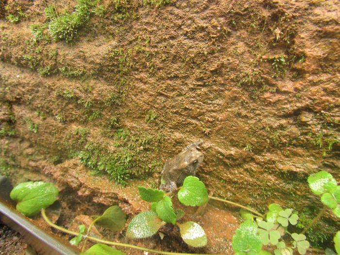 resident frog in walipini greenhouse