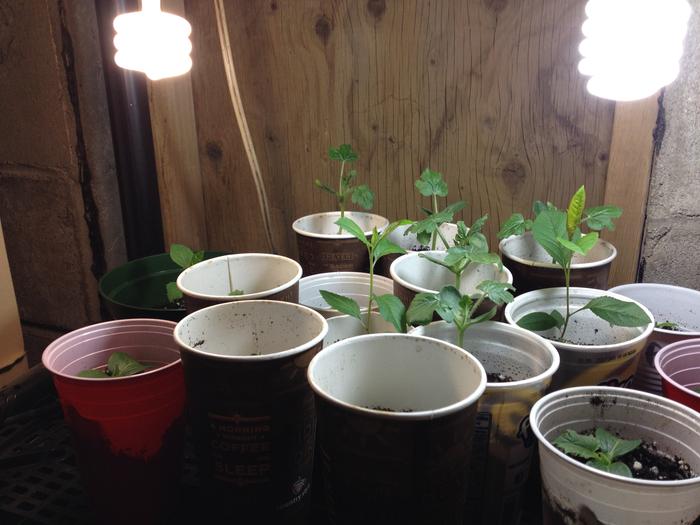 all-heirloom watermelons, cucumbers, apple trees and tomatoes