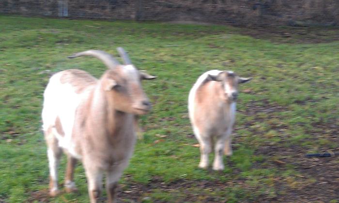 Fainting goats (lawnmowers and stick makers) six total