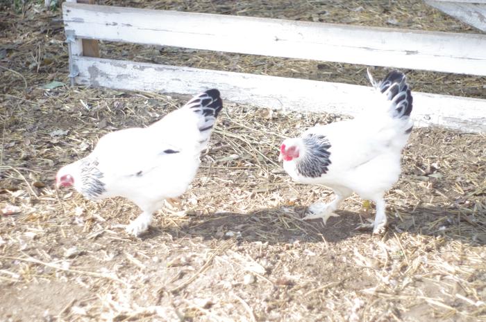 Light Brahmas (eggs and scratching) four tota