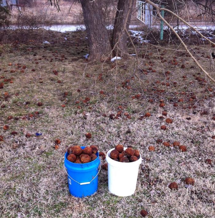 from under a large tree with so much canopy, the fruits were still more dry and solid