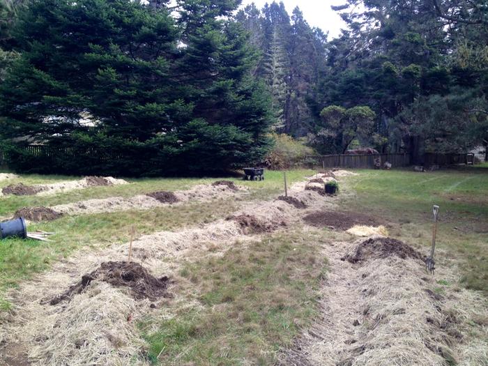 trails cut in on uphill side of mounds. Mulched and ready for trees.