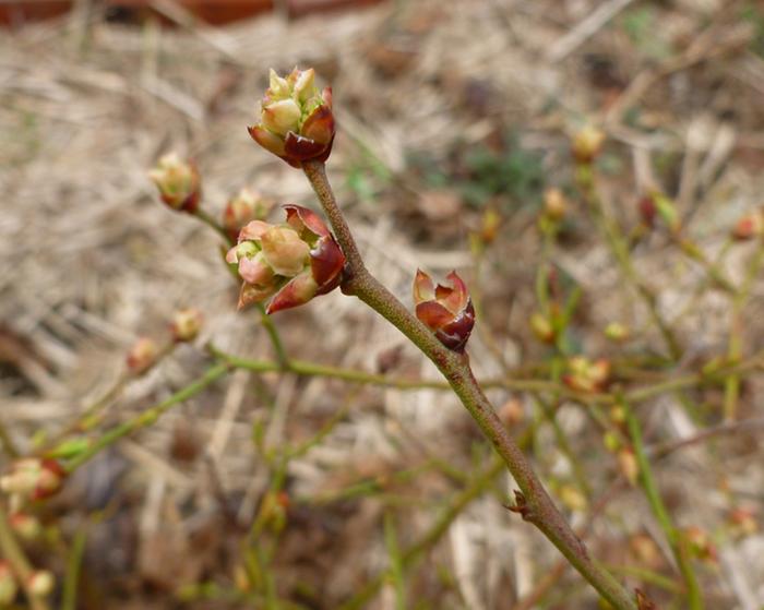 [Thumbnail for blueberry-bud-closeup.jpg]