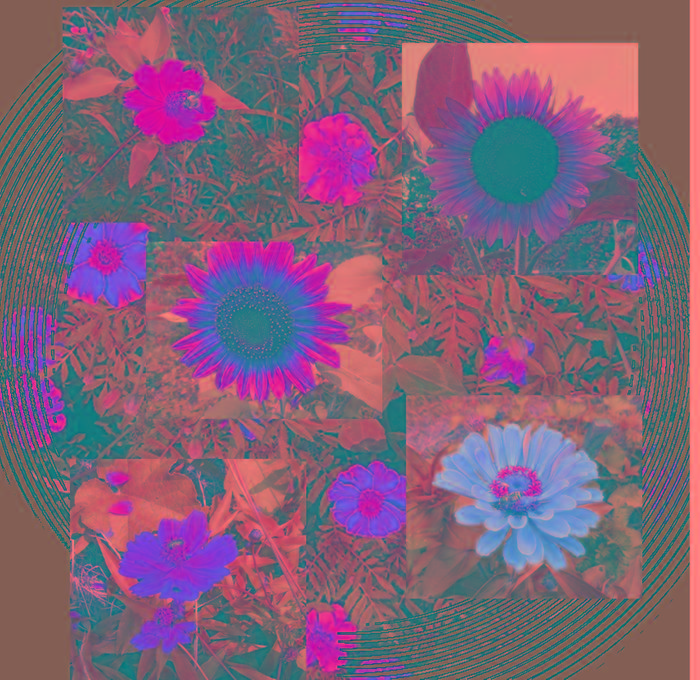 summer garden flowers