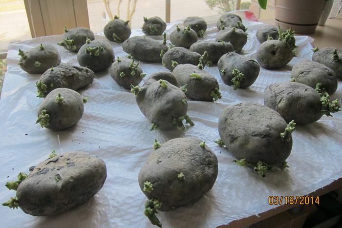 chitting potatoes green shoots