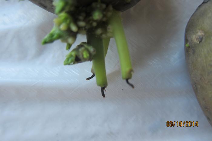 black tips on potatoe shoots