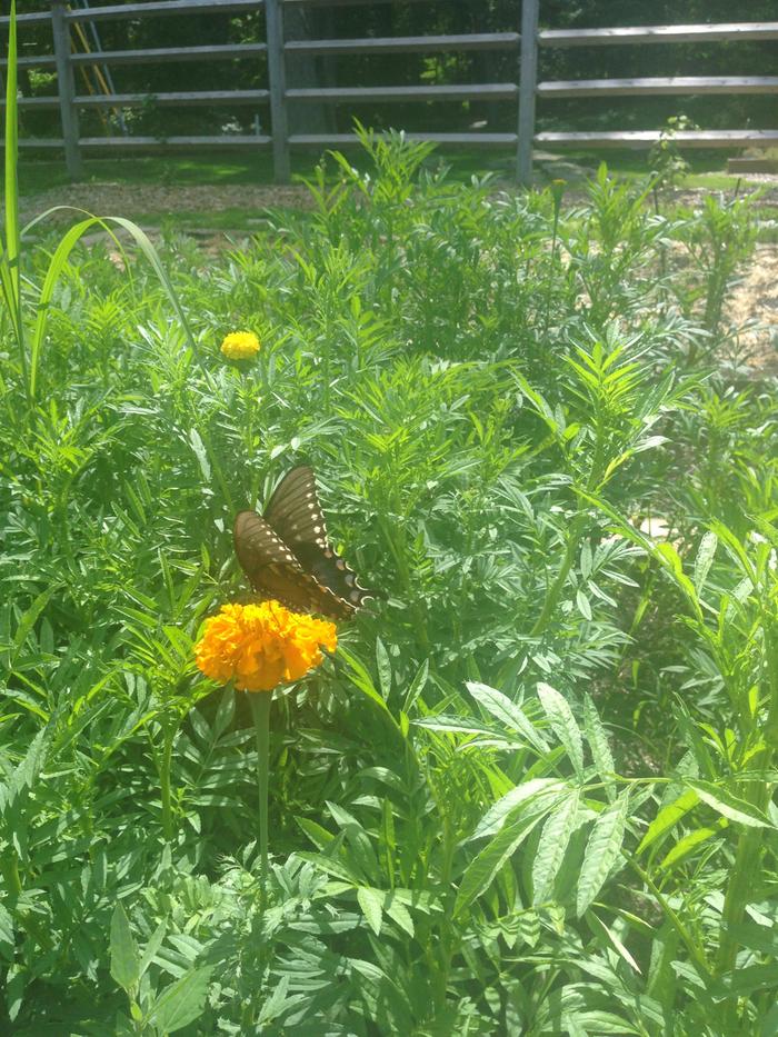 Butterflies and Marigolds