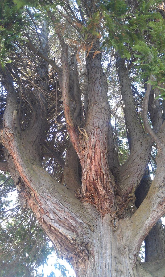 This ill advised hedge was planted 60 years ago.