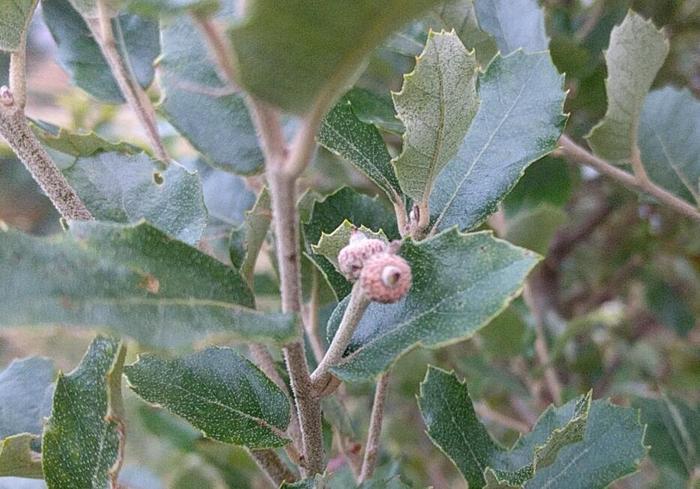 Holly oak with tiny acorns on Skye