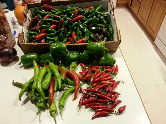 Home grown peppers