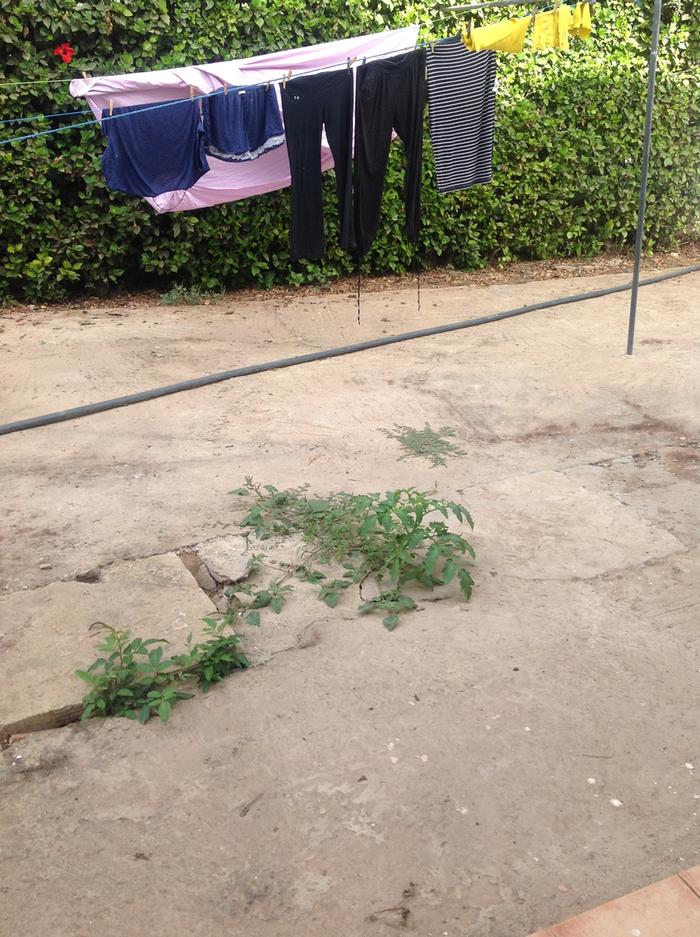 volunteer tomato plant growing from crack in concrete