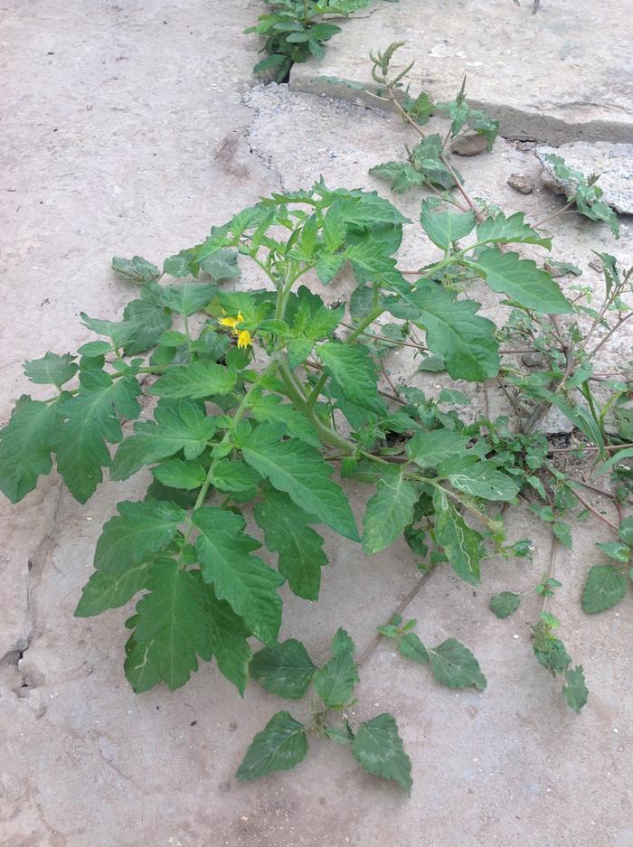 volunteer tomato plant growing from crack in concrete in Morocco