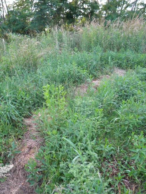 [Thumbnail for aut-before.JPG]