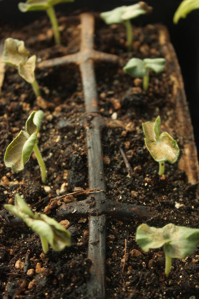 I am starting a bunch of seedlings under a hoophouse