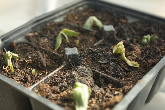 I noticed the cucumber and canteloupe seedlings two leaves were starting to wilt and mildly discolor.