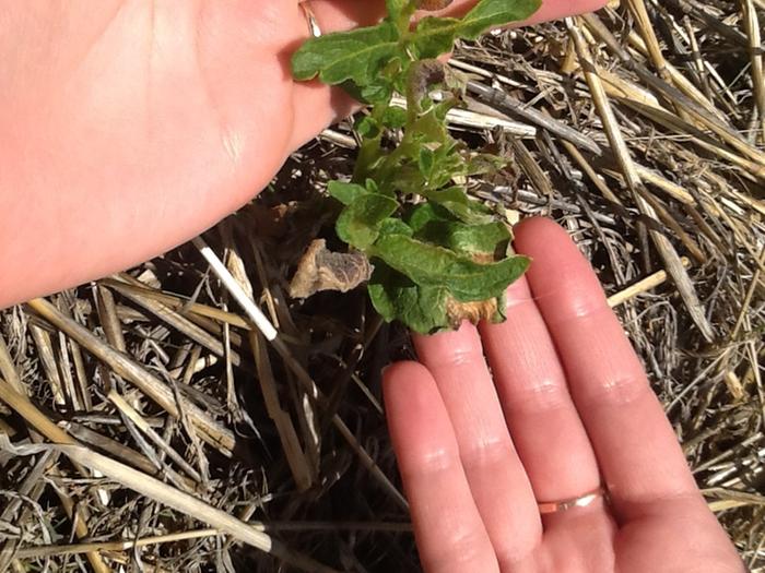 My potatoes have been in the ground about 3 weeks and nearly all of them seem to be having problems