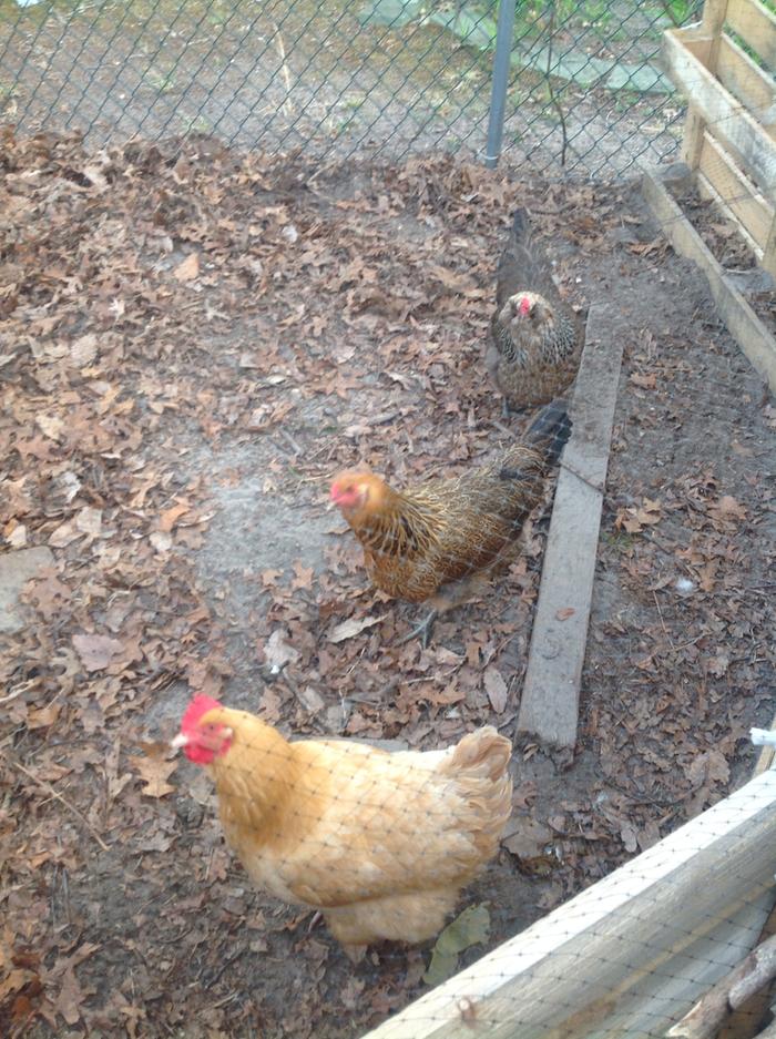 chickens doing their thing