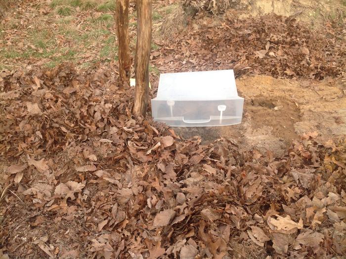 planted tomatoes outside in a cloche