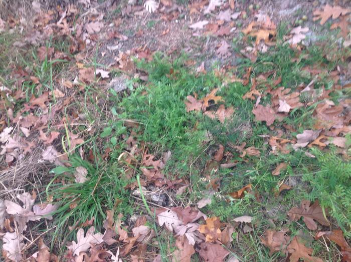 the vetch I planted has chosen to go nuts with growth