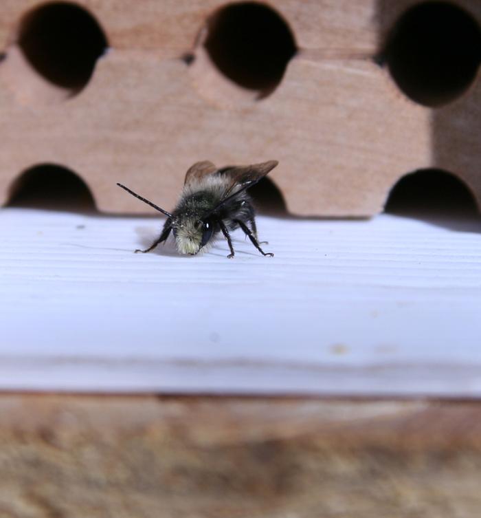 [Thumbnail for New-Mason-Bee.jpg]