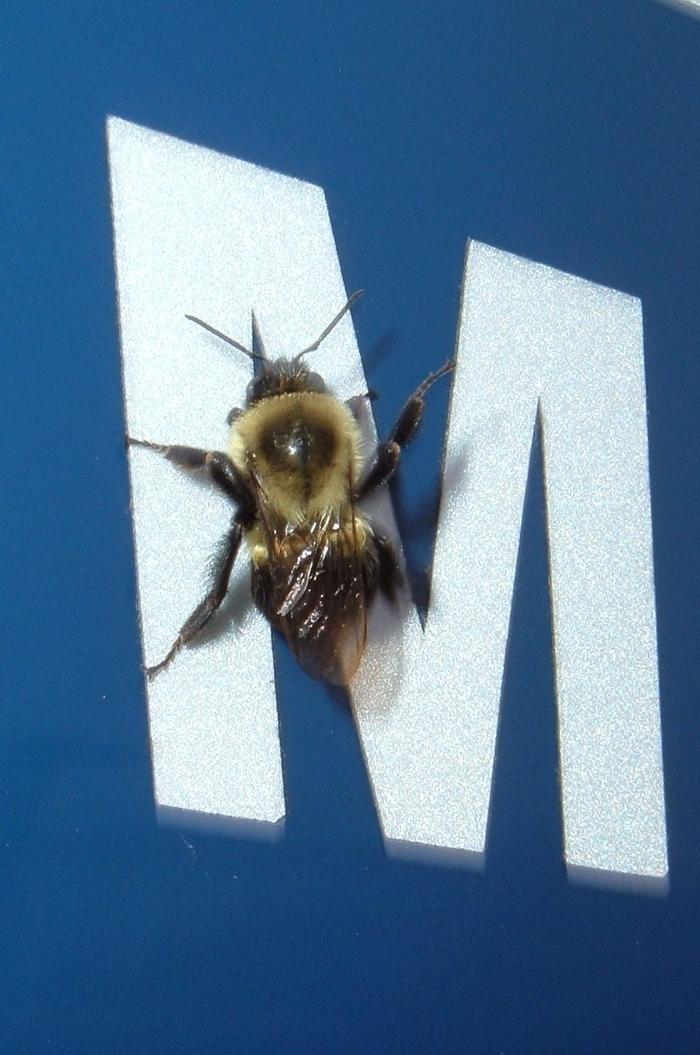 M is for Mason Bee