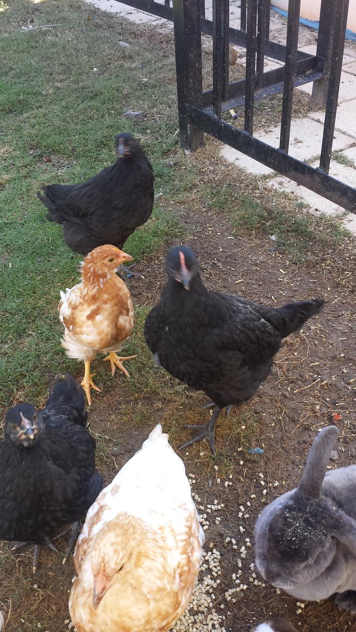 I'm not sure of the breed and whether they are roosters or hens