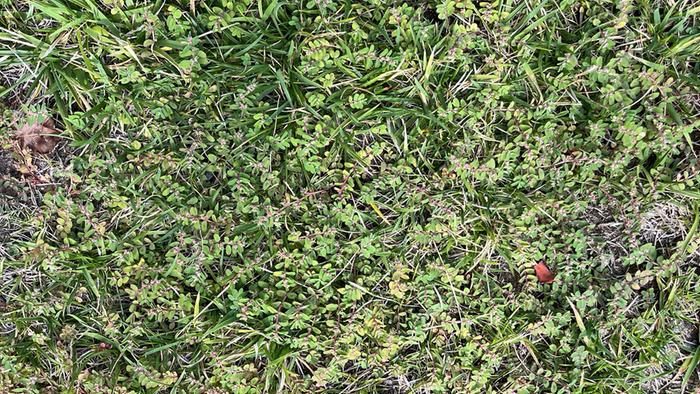 spotted spurge in a lawn
