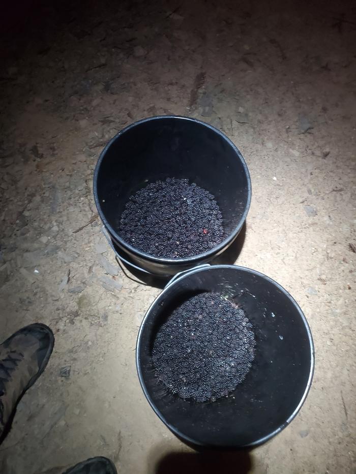 two black plastic buckets with blackberries in them on the ground in front of someone's feet