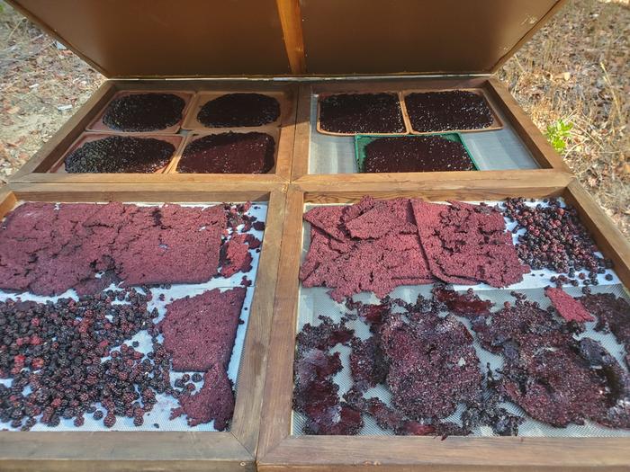 mashed berries, whole berries, and berries mixed with manzanita sugar (the lighter color stuff)