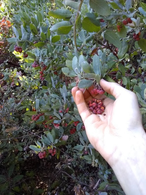 picking manzanita